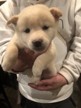 柴犬(標準サイズ)【京都府・女の子・2018年9月12日・白】の写真「愛くるしい白柴の女の子」