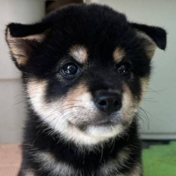 柴犬(標準サイズ)【京都府・女の子・2023年5月27日・黒】の写真「丸い目が可愛い女の子」