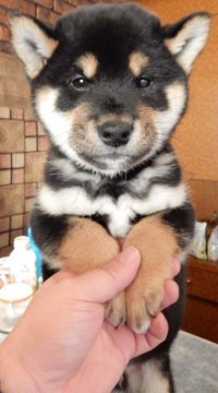 柴犬(標準サイズ)【京都府・男の子・2018年11月3日・黒】の写真「とても毛並みの良いフワフワの男の子です」