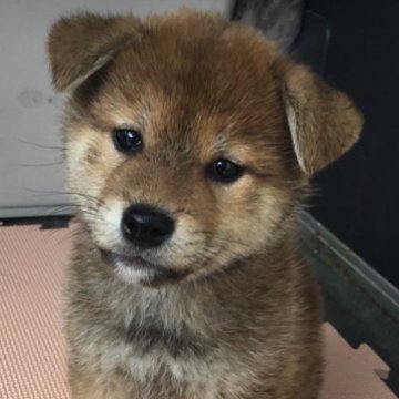 柴犬(標準サイズ)【京都府・女の子・2023年2月8日・赤】の写真「濃い赤毛が特徴です」