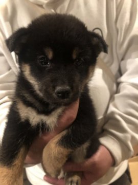 柴犬(標準サイズ)【京都府・男の子・2018年9月12日・黒】の写真「元気な黒柴の男の子」