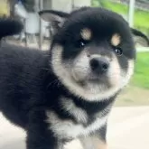 柴犬(標準サイズ)【京都府・男の子・2024年5月22日・黒】の写真1