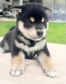 柴犬(標準サイズ)【京都府・男の子・2024年5月22日・黒】の写真2