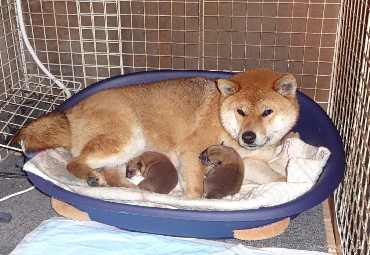 母犬の負担を考慮して、年１産で少頭数の育児に導いています。｜辻岡　勝治(つじおか　かつじ)ブリーダー(奈良県・柴犬など・日本犬保存会登録)の紹介写真3