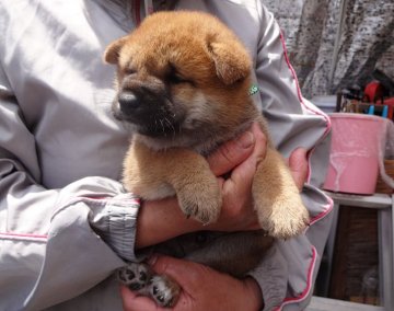柴犬(標準サイズ)【奈良県・男の子・2019年4月3日・赤毛】の写真「ママのおっぱいをたっぷり飲み、とってもおっとりした」