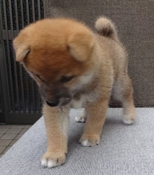 柴犬(標準サイズ)【奈良県・女の子・2021年9月5日・赤】の写真「とっても元気で愛らしい仔犬です。」