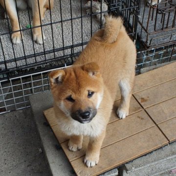 柴犬(標準サイズ)【奈良県・女の子・2022年10月24日・赤】の写真「愛嬌たっぷりで元気な女の子。家庭犬に最適です。」