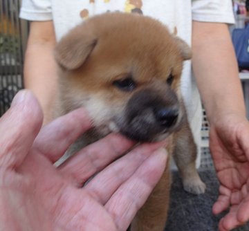 柴犬(標準サイズ)【奈良県・男の子・2021年9月5日・赤】の写真「おっとり性格でも仔犬群のボス的存在」