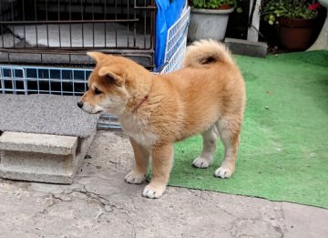 柴犬(標準サイズ)【奈良県・女の子・2018年2月9日・赤】の写真「無料お届け仔犬。とっても愛らしいです。」