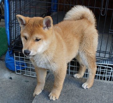 柴犬(標準サイズ)【奈良県・男の子・2019年11月10日・赤毛】の写真「元気過ぎる男の子　でも愛嬌はたっぷりです」