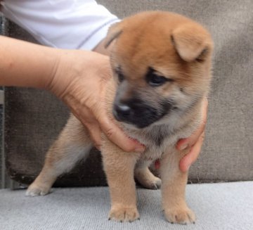 柴犬(標準サイズ)【奈良県・女の子・2021年9月5日・赤】の写真「先頭に産室を飛び出す元気な子」