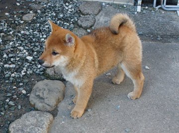 柴犬(標準サイズ)【奈良県・男の子・2019年11月10日・赤毛】の写真「母犬似の毛色で将来色の濃い赤になりましょう」