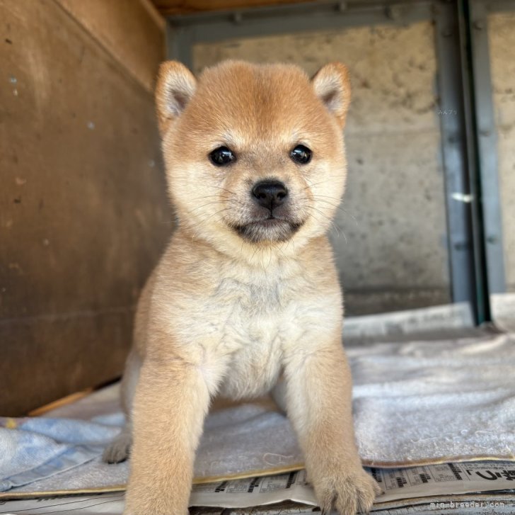 ブリーダー画像