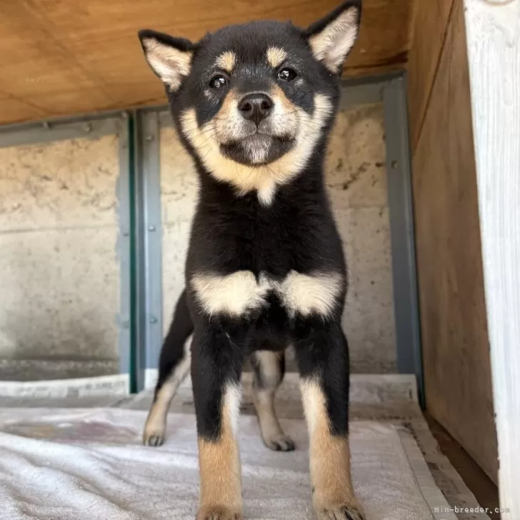 豆柴【群馬県・男の子・2025年7月29日・黒】の写真1