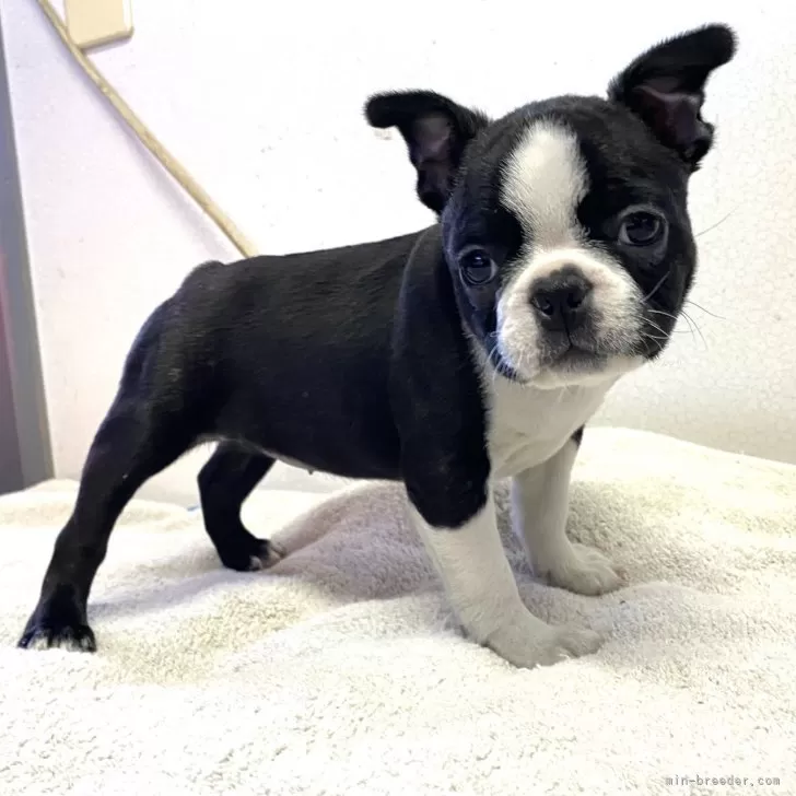 ID:2411-06765の子犬