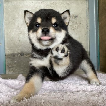 柴犬(豆柴)【群馬県・男の子・2025年3月3日・黒】の写真「クリクリおめめの可愛い黒豆柴の男の子です☆」