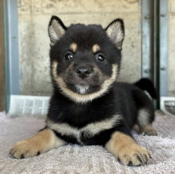 柴犬(豆柴)【群馬県・男の子・2025年7月29日・黒】の写真「おっとりな黒豆柴の男の子です☆」