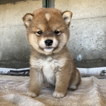 柴犬(標準サイズ)【群馬県・女の子・2024年12月1日・赤】の写真「カラーが特徴の可愛い赤柴の女の子⭐︎」