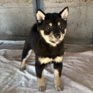 豆柴【群馬県・男の子・2025年7月29日・黒】の写真「おっとりな黒豆柴の男の子です☆」