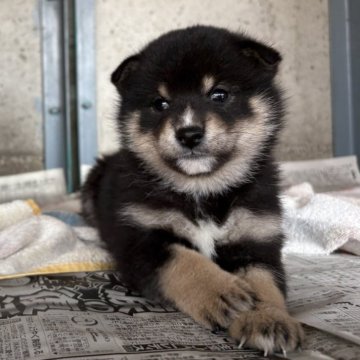 柴犬(標準サイズ)【群馬県・女の子・2025年10月15日・黒】の写真「モコモコのカラーが特徴的な黒柴の女の子⭐︎」