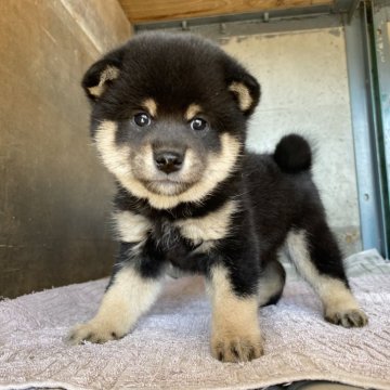 柴犬(標準サイズ)【群馬県・女の子・2024年10月10日・黒】の写真「コロコロでモコモコな可愛い赤柴の女の子☆」