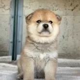 柴犬(標準サイズ)