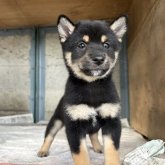 柴犬(豆柴)