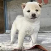 豆柴
