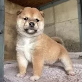 豆柴