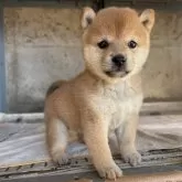 豆柴【群馬県・女の子・2025年9月15日・赤】の写真2