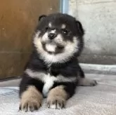 柴犬(標準サイズ)【群馬県・女の子・2025年10月15日・黒】の写真4