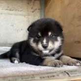 柴犬(標準サイズ)【群馬県・女の子・2025年10月15日・黒】の写真5