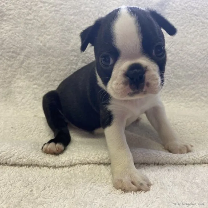 ID:2309-04578の子犬