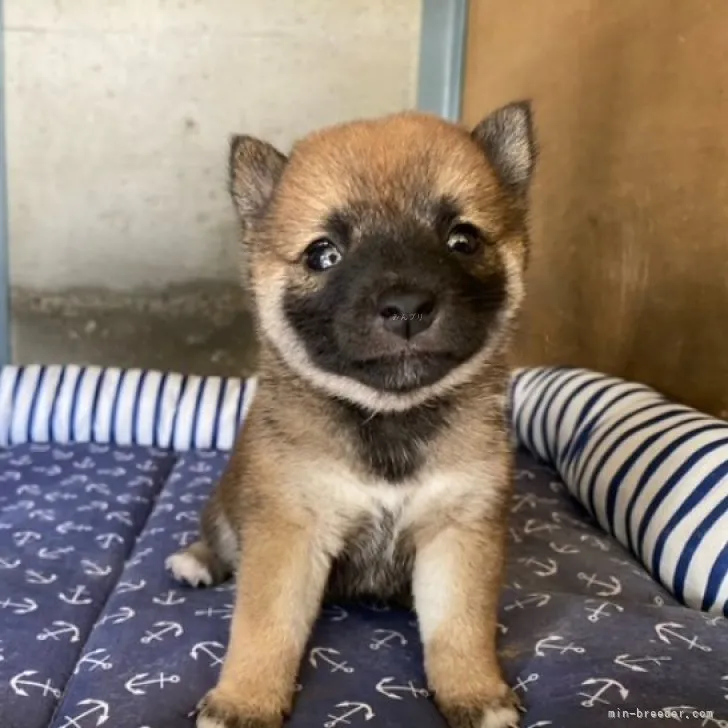 ID:2308-06737の子犬