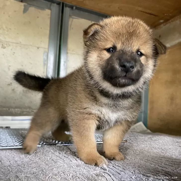 ID:2406-01756の子犬