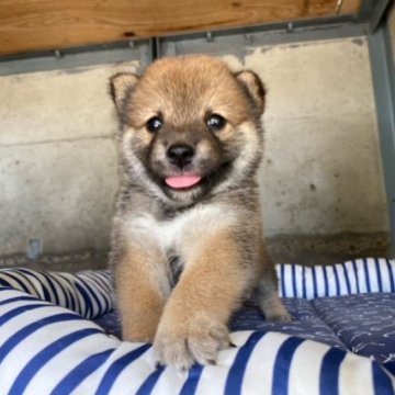 柴犬(豆柴)【群馬県・男の子・2023年7月11日・赤】の写真「愛らしくて可愛い☆」