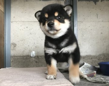 柴犬(標準サイズ)【群馬県・男の子・2017年1月30日・黒】の写真「かわいい黒柴の男の子☆」