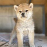 柴犬