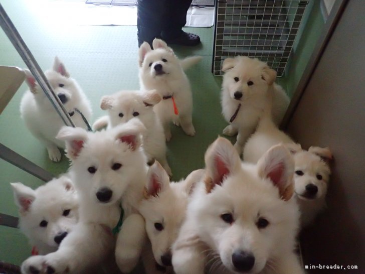 ホワイトシェパードの子犬たち｜柳田　洋子(やなぎた　ようこ)ブリーダー(岐阜県・ホワイト・シェパードなど・ＪＷＳＡ登録)の紹介写真2