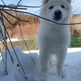 ホワイト・スイス・シェパード・ドッグ【岐阜県・男の子・2024年11月14日・白】の写真5