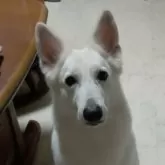 ホワイト・スイス・シェパード・ドッグ【岐阜県・男の子・2024年11月14日・白】の写真12「ママです☆彡」