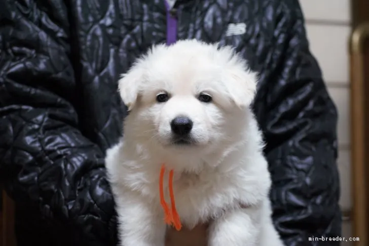 ID：1912-02973の子犬