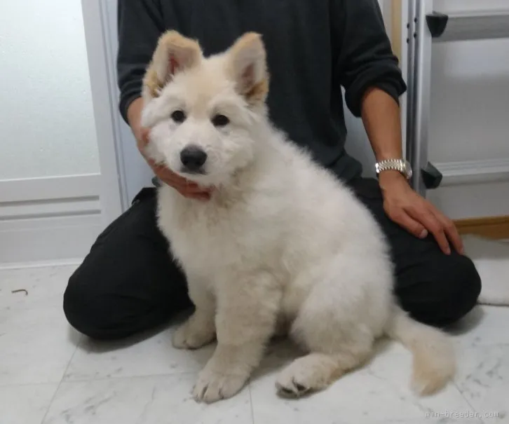 ちゃんねー 様のお迎えした子犬