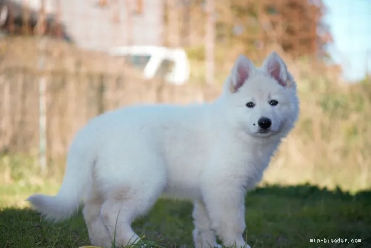 ID:2001-03522の子犬