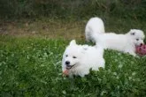ホワイト・シェパード【岐阜県・女の子・2019年11月17日・白】の写真2「生後46日」