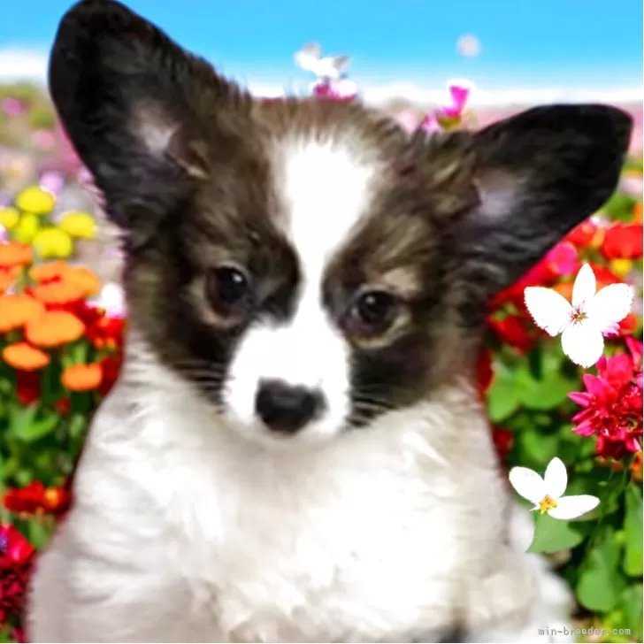 ツキノいし 様のお迎えした子犬