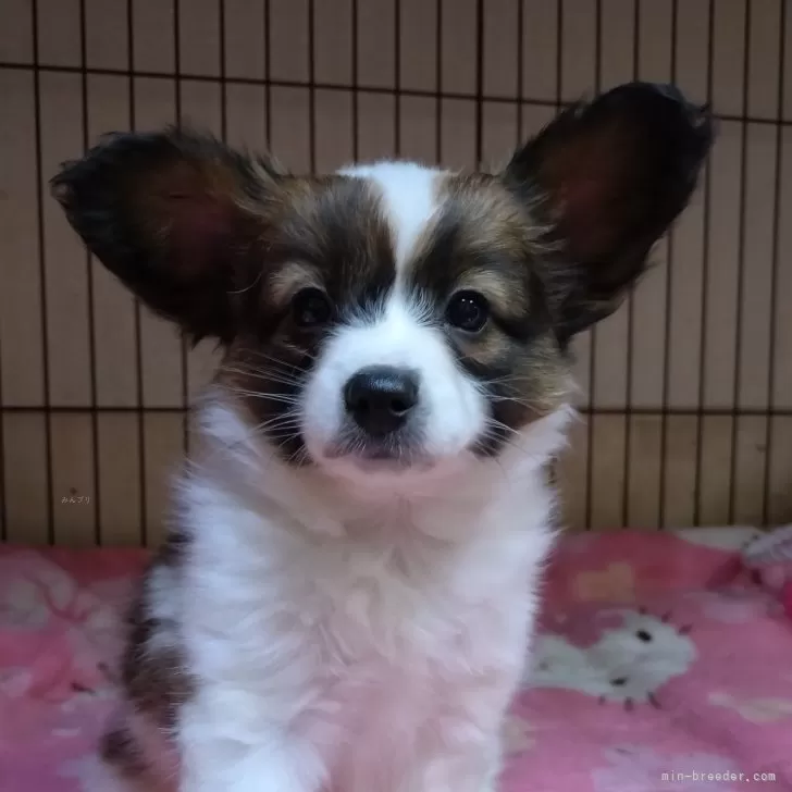 T.H 様のお迎えした子犬