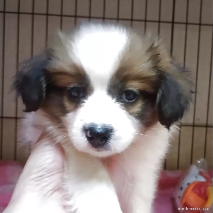 ID：2506-03719の子犬