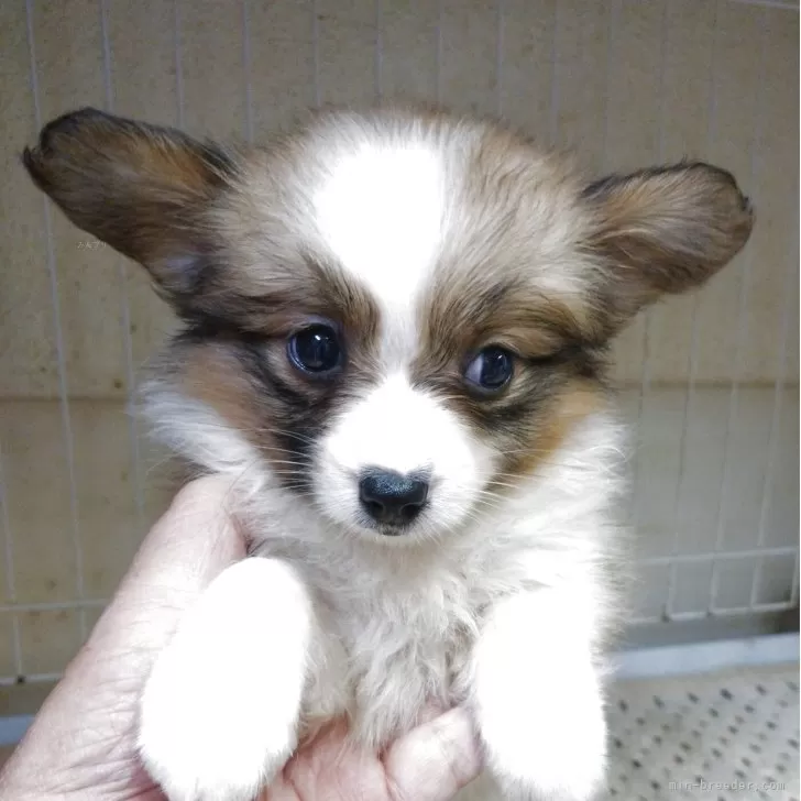 A.T 様のお迎えした子犬