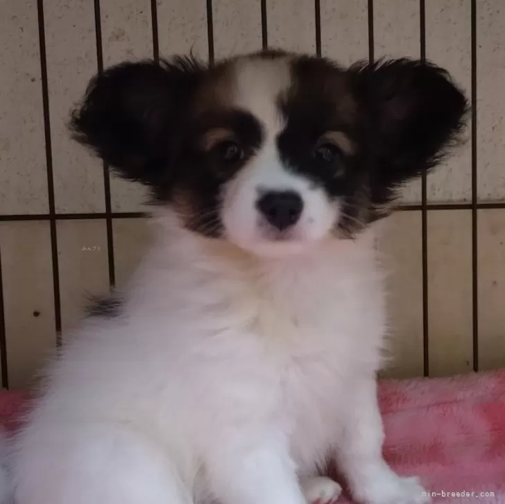 K.S 様のお迎えした子犬